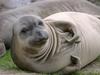 Elephant Seal Pup A  Nuevo State Reserve California