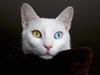 Pitirsu Turkish Van Cat Istanbul Turkey