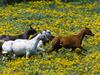 Running Horses