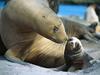 Sea Lion, Smooch Auckland Islands, New Zealand