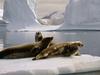 Seals at the South Pole Antarctica