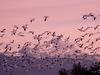 Snow Geese Near Mount Baker Washington