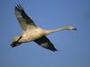Swan in Flight Sweden