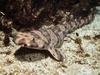 Swell Shark - swellshark, Cephaloscyllium ventriosum