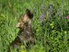 Wolf Cub