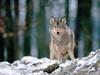 Wolf in the Woods