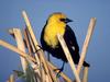 Yellow-Headed Blackbird