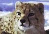 Asiatic Cheetah (Acinonyx jubatus venaticus) - Wiki