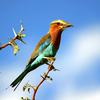 Lilac-breasted Roller (Coracias caudata) - Wiki