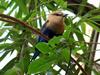 Blue-bellied Roller (Coracias cyanogaster) - Wiki