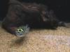 Green Spotted Puffer (Tetraodon nigroviridis) - Wiki