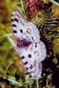 Mountain Apollo (Parnassius apollo) - Wiki