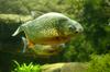 San Francisco Piranha (Serrasalmus piraya) - Wiki