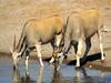 Common Eland (Taurotragus oryx) - Wiki