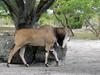 Giant Eland (Taurotragus derbianus) - Wiki