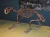 Smilodon (Subfamily Machairodontinae) - Wiki