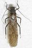 Stonefly (Plecoptera) - Wiki