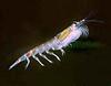 Antarctic Krill (Euphausia superba) - Wiki