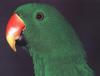 Eclectus Parrot (Eclectus roratus)