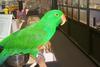 Red-sided Eclectus Parrot (Eclectus roratus polychloros)