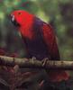 Eclectus Parrot (Eclectus roratus) female