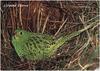 Ground Parrot (Pezoporus wallicus)