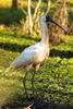 Royal Spoonbill (Platalea regia) - Wiki