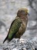 Kea (Nestor notabilis) - Wiki