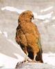 Kea (Nestor notabilis)