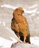 Kea (Nestor notabilis)