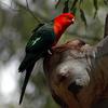 Australian King Parrot (Alisterus scapularis) - Wiki