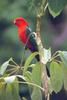 Australian King Parrot (Alisterus scapularis) male