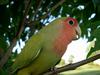 Peach-faced Lovebird (Agapornis roseicollis) - Wiki