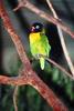 Masked Lovebird (Agapornis personata)