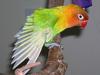 Fischer's Lovebird (Agapornis fischeri) - Wiki