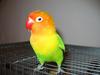 Lilian's Lovebird (Agapornis lilianae) - Wiki