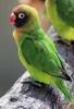 Black-cheeked Lovebird (Agapornis nigrigenis) - Wiki