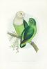 Grey-headed Lovebird (Agapornis cana) - Wiki