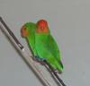 Red-headed Lovebird (Agapornis pullarius) - Wiki