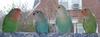 Lovebird (Agapornis sp.) - Wiki