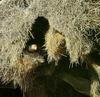 Pory-faced lovebird in nest