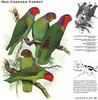 Red-cheeked Parrot (Geoffroyus geoffroyi)