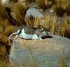 Altiplano Chinchilla Mouse (Chinchillula sahamae)
