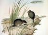 Stripe-faced Dunnart (Sminthopsis macroura) - Wiki