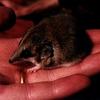 Lesser Hairy-footed Dunnart (Sminthopsis youngsoni) - Wiki