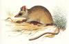 Sandhill Dunnart (Sminthopsis psammophila)