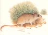 Shark Bay Mouse (Pseudomys praeconis)