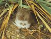 Vole