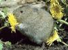 Vole eating flower