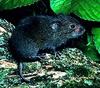 Vole (Family: Cricetidae) - Wiki